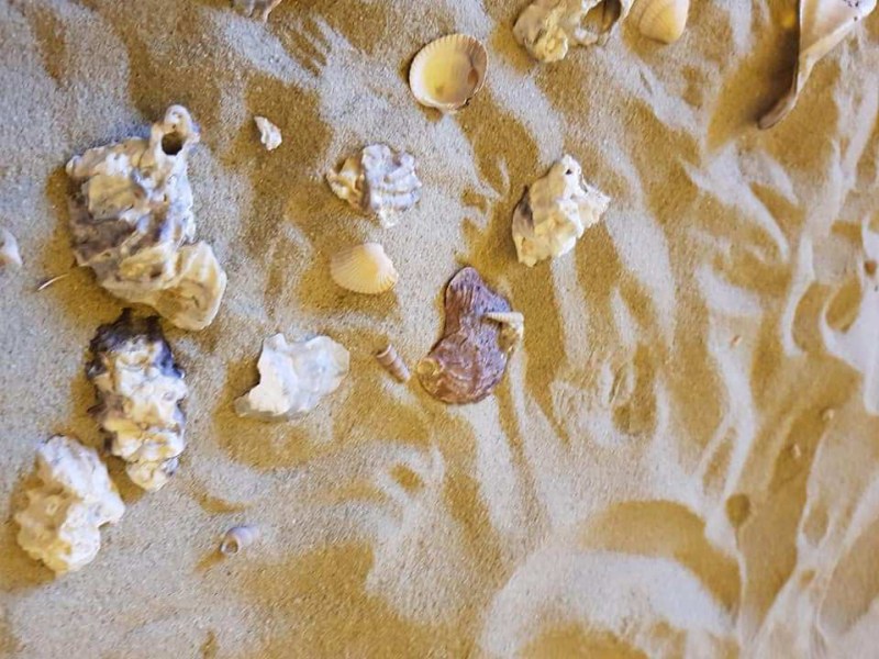 24129763_1944791395839684_768573257929215379_n