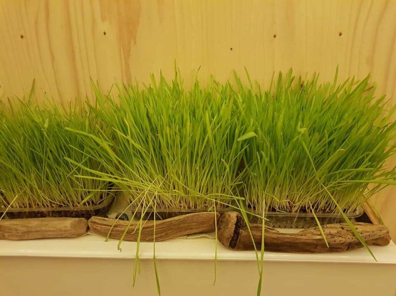 24232624_1944791342506356_6411510987325126336_n